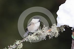 Bird in the wilderness