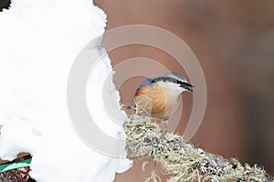 Bird in the wilderness