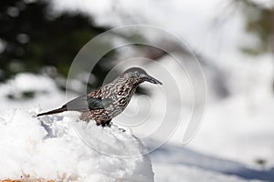 Bird in the wilderness