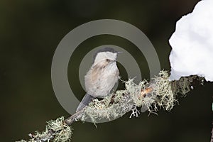 Bird in the wilderness