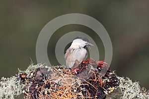 Bird in the wilderness