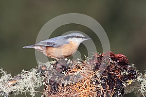 Bird in the wilderness