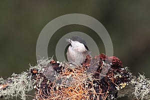 Bird in the wilderness