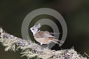 Bird in the wilderness