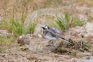 Bird in the wilderness