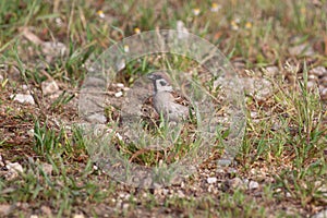 Bird in the wilderness