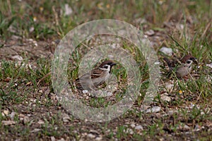 Bird in the wilderness