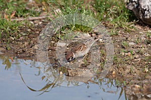 Bird in the wilderness