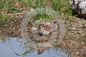 Bird in the wilderness