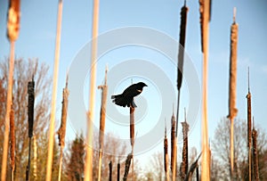 Bird Wildlife on Acuatic Cattail on a Lake Distaff Wilderness Travel Beauty Purity Nature Outdoor World