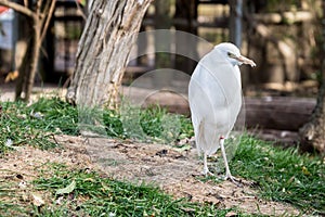 Bird Wildlife - Cattle Egret