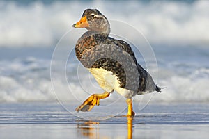 Bird, wildlife nature.Duck in the blue water. Kelp goose, Chloephaga hybrida, is a member of the duck, goose. It can be found in t photo