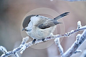 Bird - Willow Tit  Poecile montanus  sitting on a branch of a tree.