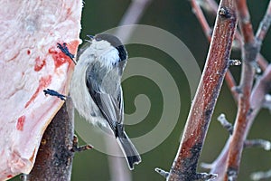 Bird - Willow Tit  Poecile montanus  sitting on a branch of a tree and eats lard