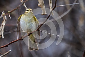 Bird - Willow Warbler  Phylloscopus trochilus  sitting on a branch of a bush cloudy spring evening.