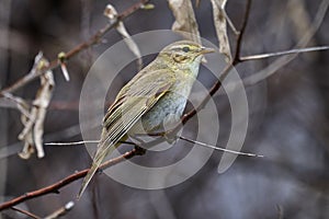 Bird - Willow Warbler  Phylloscopus trochilus  sitting on a branch of a bush cloudy spring evening.