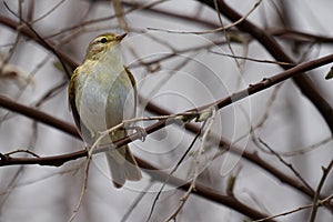 Bird - Willow Warbler  Phylloscopus trochilus  sitting on a branch of a bush cloudy spring evening.