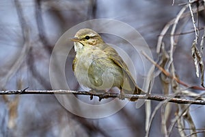 Bird - Willow Warbler  Phylloscopus trochilus  sitting on a branch of a bush cloudy spring evening.