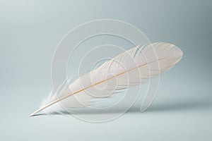 Bird wing abstract soft background light fluffy plume white feather quill