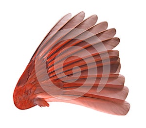 Bird Wing with Clipping Path