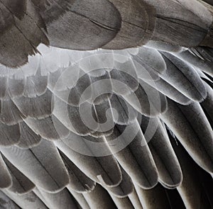 Bird wing detail texture