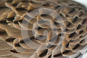 Bird wing feather texture background