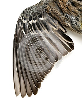 Bird Wing Feathers photo