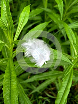 Bird wing in the grass