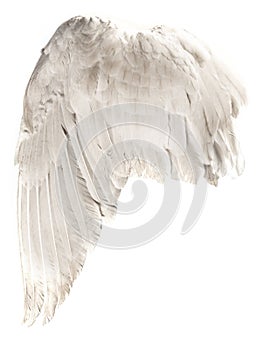 bird wing isolated on white background