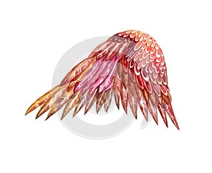 Bird wing isolated on white background. Detailed watercolor drawing. Pastel colors.
