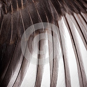 Bird wing texture photo