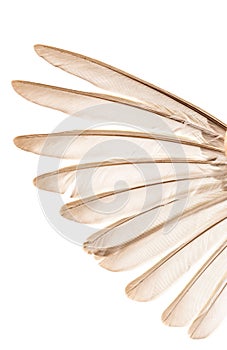 Bird wing on white background