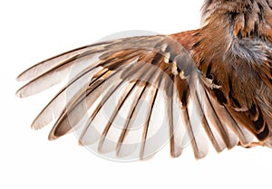 Bird wing on white background