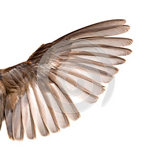 Bird wing on white background