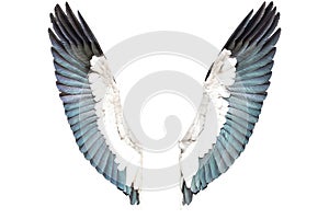 Pták křídla izolované na bílém pozadí 