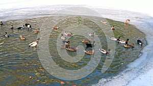 bird on winter pond ducks overwinter, Water and ice.