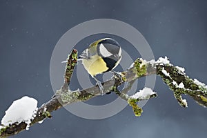 Bird in winter with snowfall. Great tit on snow covered branch, Parus major.