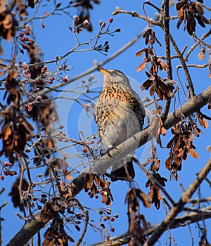 bird on a winter time