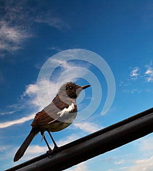 Bird on a Wire