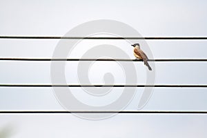 A bird on wire