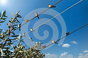 Bird on a Wire