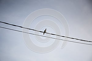 bird in the wire