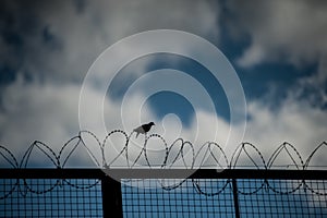 Bird in the wire