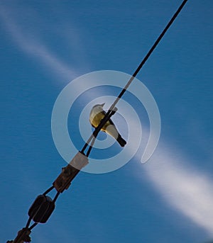 Bird on the wire with background of blue sky and thin white cloud