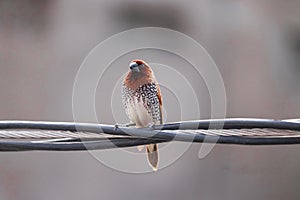 Bird on the wire , Birds photography photo