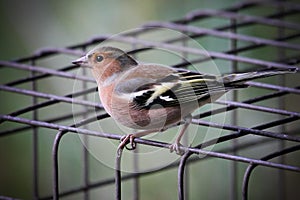 Bird on wire cage