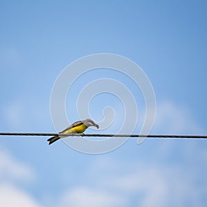 Bird On Wire Carrying Insect