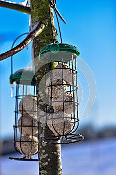 A bird wire feeder with food balls hanging from a tree on a winter day.
