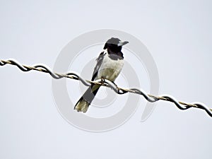 Bird on a wire