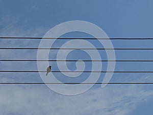 Bird on the wire like note on the sheet music